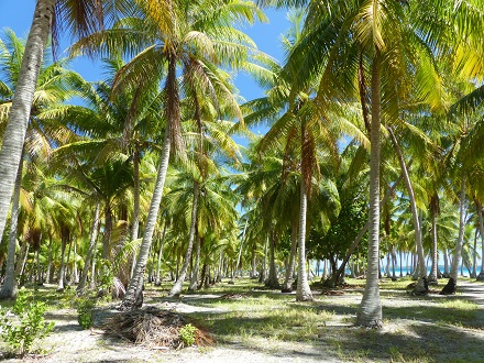 Coconut plantation on Viameho motu Ahe Atoll June 2015